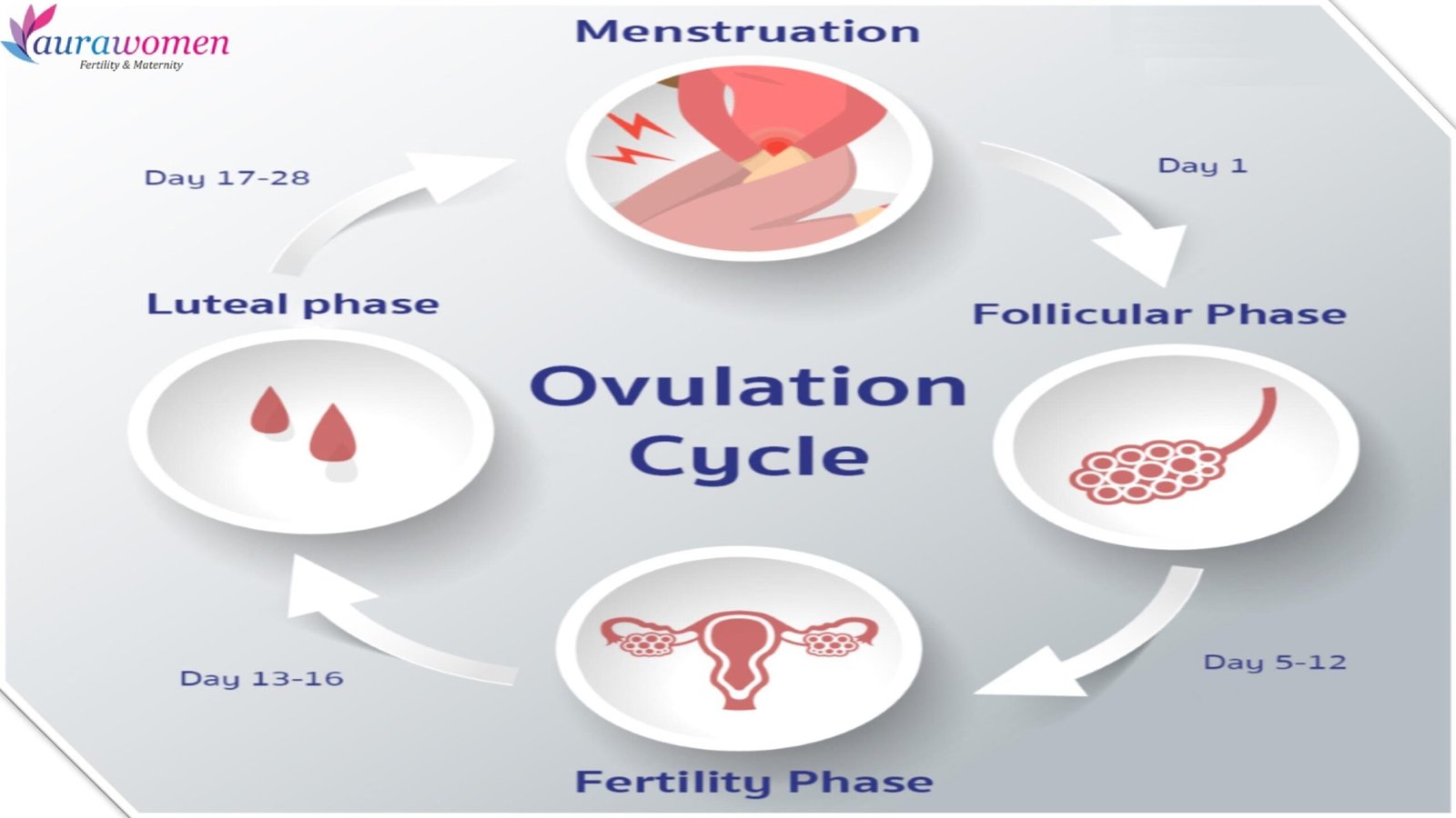 WHAT IS OVULATION