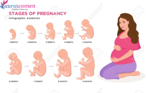 What Are The Stages Of The Maternity Cycle? | Aurawomen